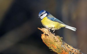 Svenska-Engelska: Vanliga fåglar i Sverige
