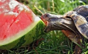 Test: Borde du äta mer vattenmelon i ditt liv?