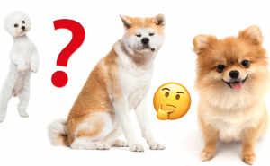 Quiz: Hur många hundraser kan du pricka rätt?