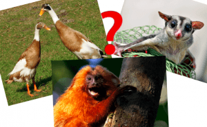 Quiz: Får man ha det konstiga djuret som husdjur?
